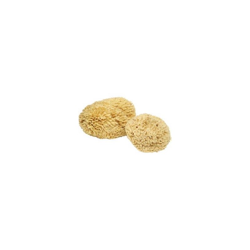 ProTool Sponge Natural X-Large