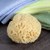 Florida Natural Sea Sponge Image 2